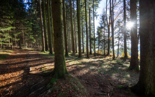 Frühjahresflair im Hausruckwald